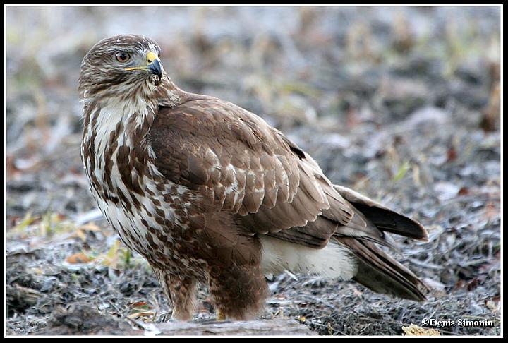 buse variable